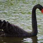 black swan